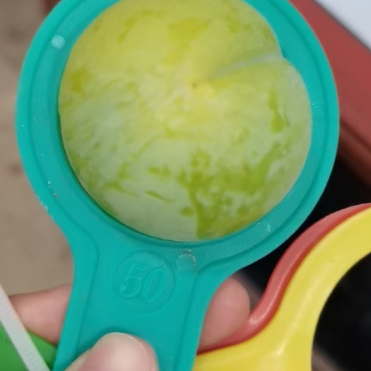 镇宁县正宗蜂糖李