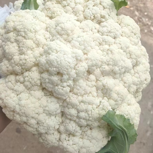 义县大量菜花，松花菜上市，需要联系