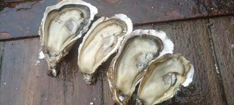 霞浦县福建宁德霞浦三倍体爵爵子肥，看了我这里不用走弯路