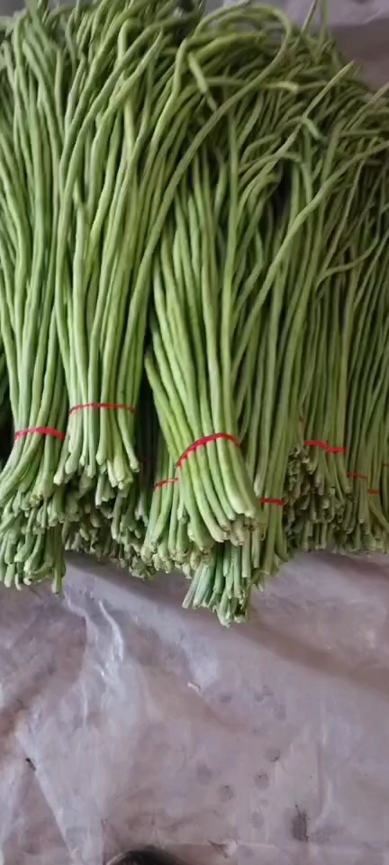 邯郸长豆角