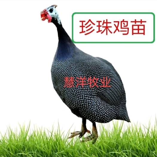 珍珠鸡苗 质量保证 包打出壳疫苗 包运输存活