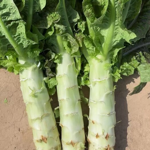 定西甘肃莴笋高原夏菜 定西莴笋新鲜直采