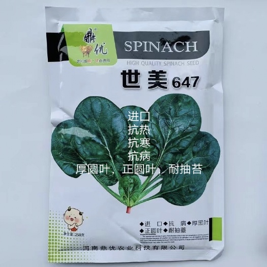 扶沟县世美647菠菜种子耐热菠菜种子半直立性品种性强商品性强收期长