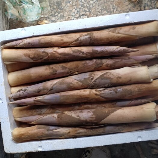 绍兴产地直发精品鞭笋