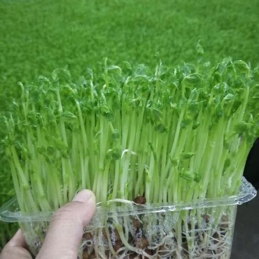 高碑店市豌豆苗，水培活体，盒装