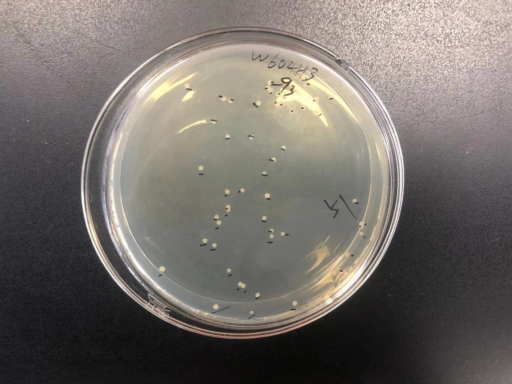 全水溶枯草1000亿水产养殖饲料添加剂农用枯草芽孢微生物菌剂