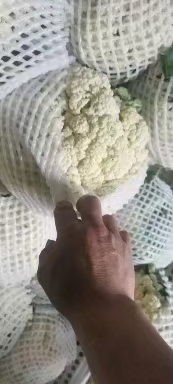 邯郸菜花