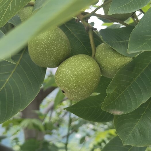 盐源县青皮核桃