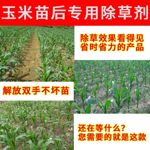 安全型玉米苗后专用除草剂全田喷洒不伤玉米杀草封杀双效除
