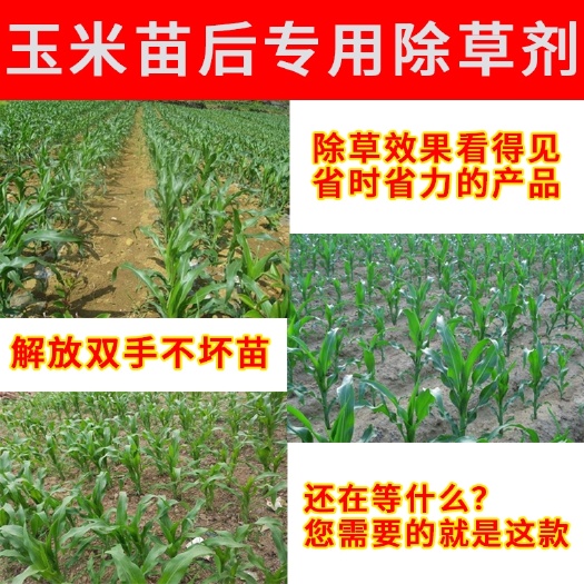 睢县安全型玉米苗后专用除草剂全田喷洒不伤玉米杀草封杀双效除