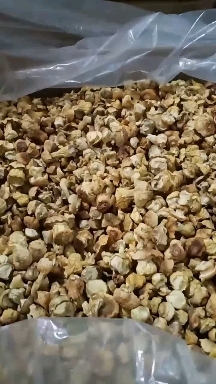 剑河县姬松茸干货