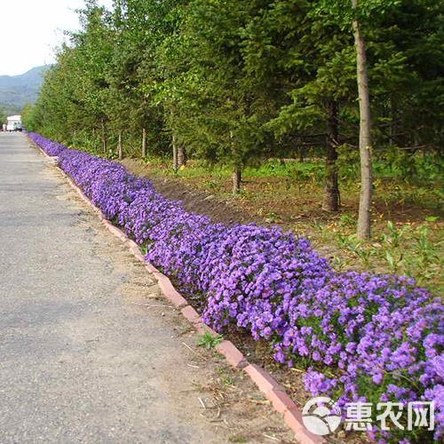 多年生花籽宿根种子花庭院花草子荷兰菊耐寒花种喜阴花草种子