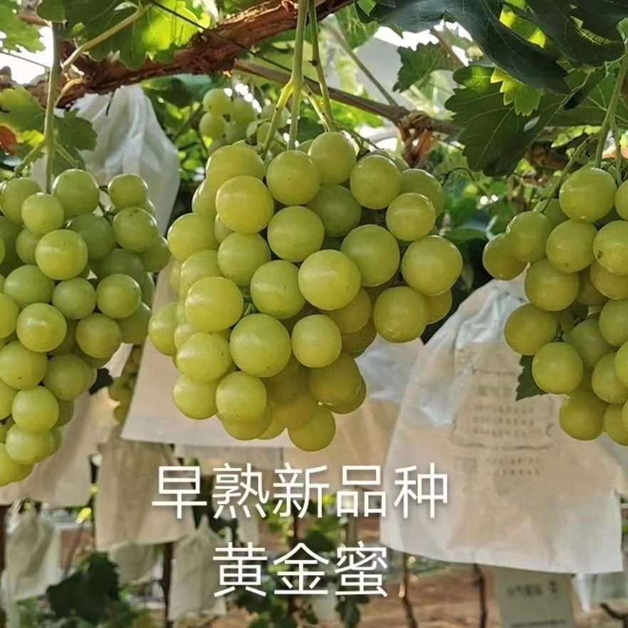 黄金蜜葡萄苗，又名早阳光，早熟，粒子大，硬脆香甜，耐储运