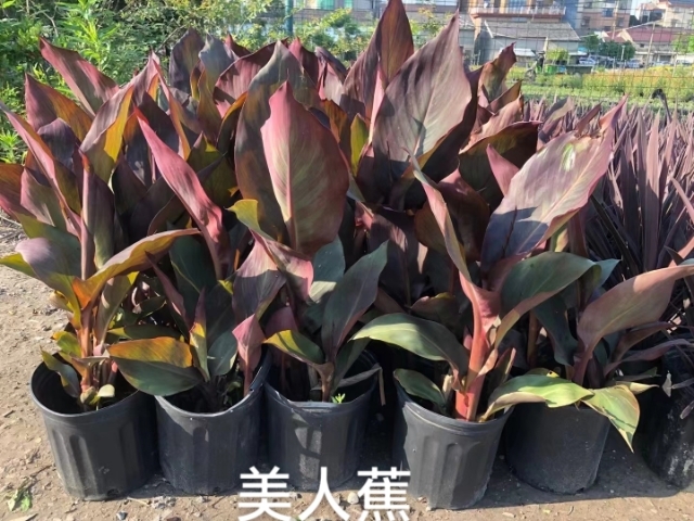 嘉善县美人蕉