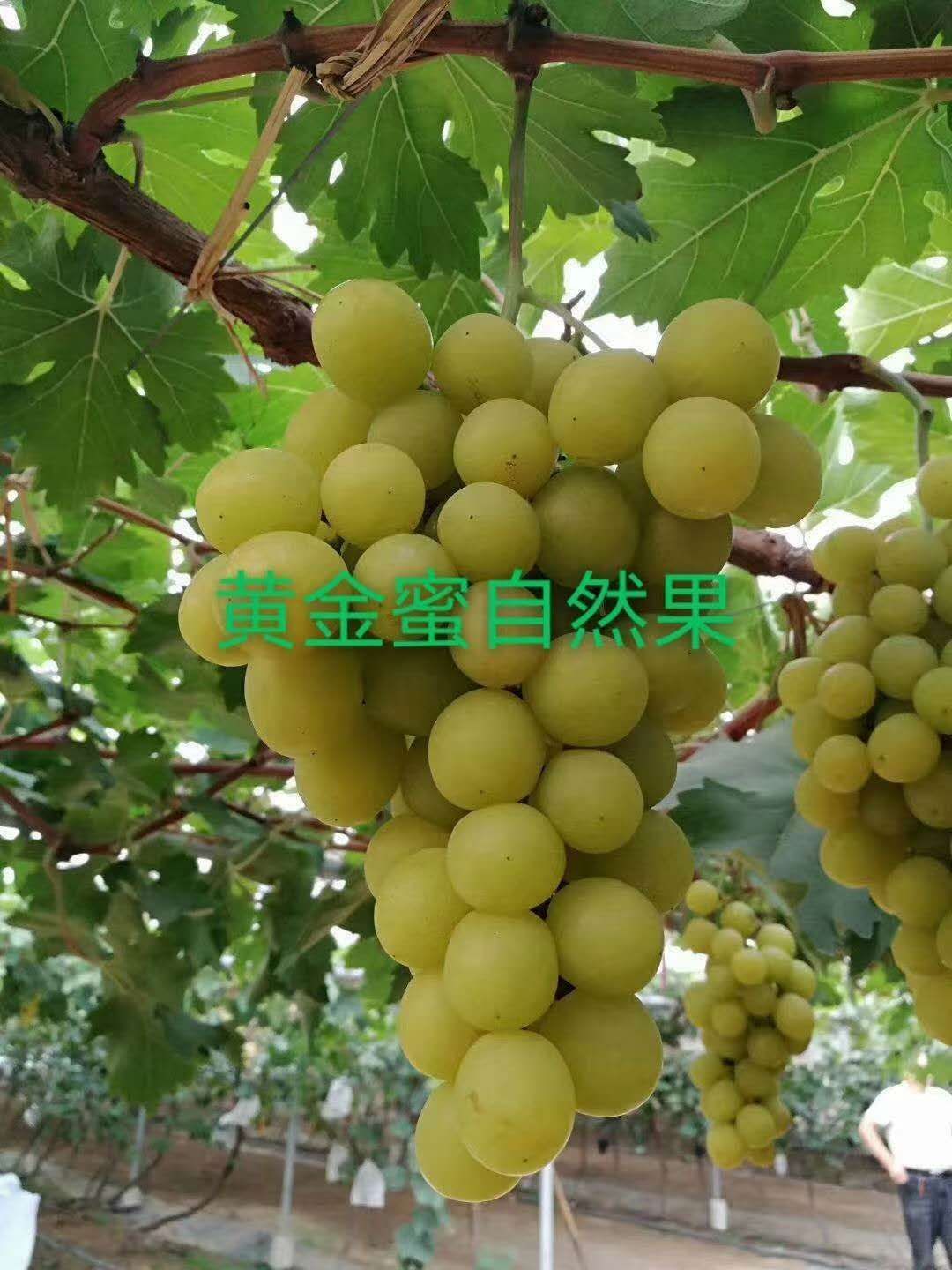 黄金蜜葡萄苗，又名早阳光，早熟，粒子大，硬脆香甜，耐储运
