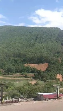 鹿寨县7400亩一代广九桉树林带地一起转2400万还有37年
