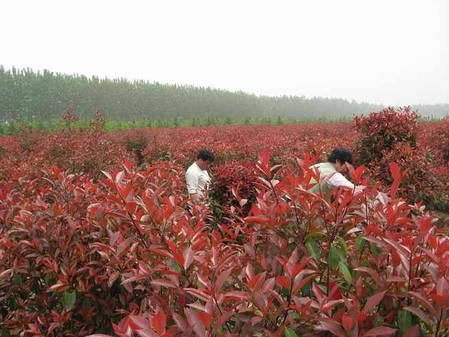 南京红叶石楠价格，红叶石楠柱价格