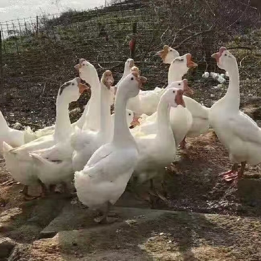 新沂市鹅苗