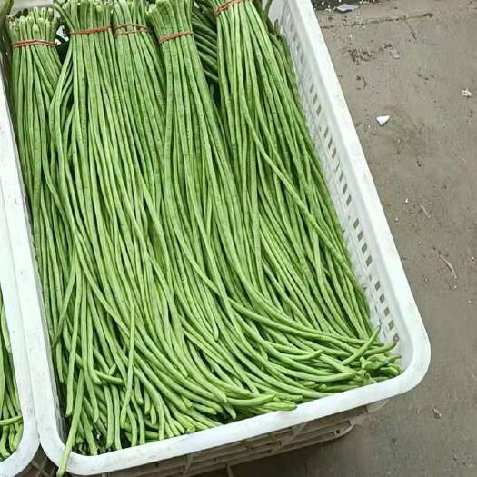 兰陵县山东兰陵精品长豆角大量供应，产地直销保质保量