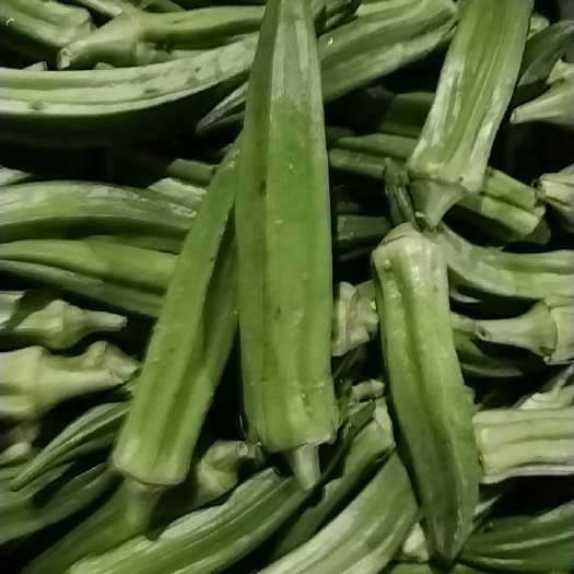 南京秋葵
