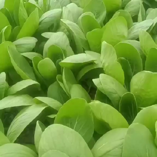 上海上海青