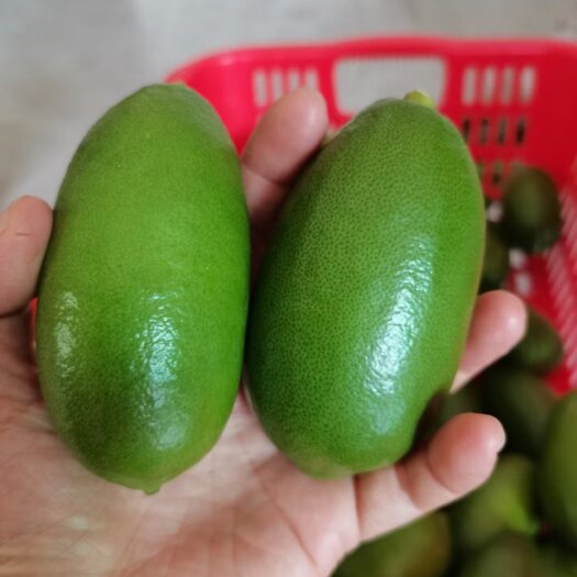 厦门香水柠檬   无籽柠檬