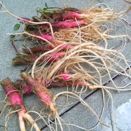 刺苋根新鲜 汉菜根  霉苋菜梗农家野菜红苋菜根