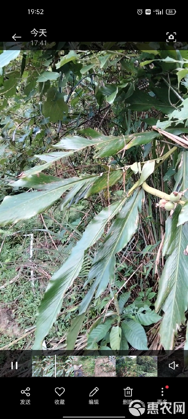 草蔻或草豆蔻鲜果