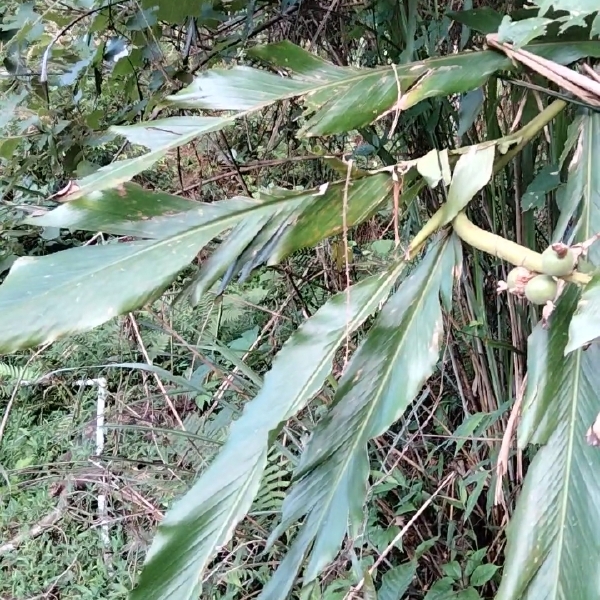 草蔻或草豆蔻鲜果