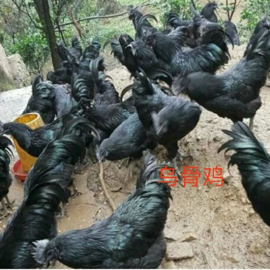 乌骨鸡苗  快大乌鸡 质量可靠 量大从优 诚信企业