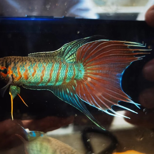 饶平县中国斗鱼 普叉 改良普《欢迎水族馆拼多多电商老板详谈合作》