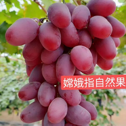 卢龙县新品种嫦娥指葡萄苗，自然果颗粒大，口感甘甜，美人指升级版