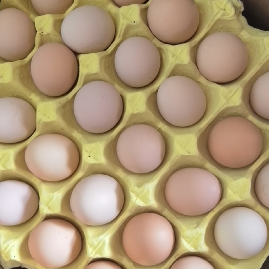 新泰市二万只三万只五万只粉八农三农五大午粉壳蛋鸡寻订户签合同蛋商