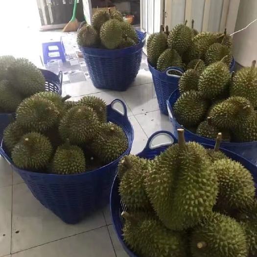  金枕榴莲