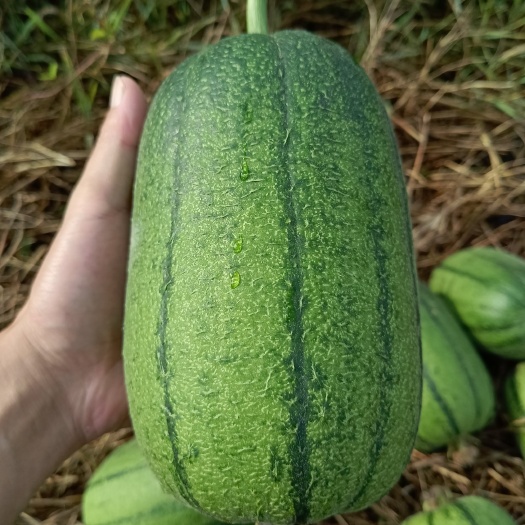 宁远县苹果丝瓜，湖南广东广西发货价格