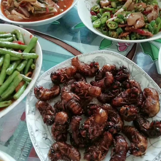 渭南灵药金蝉，开始起售，批发九十一斤，百斤起步零售一百一斤，