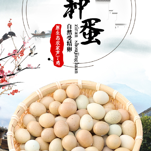 诸暨市芦丁蛋 芦丁鸡受精可孵化种蛋 变异种蛋 宠物鸡 鸡苗