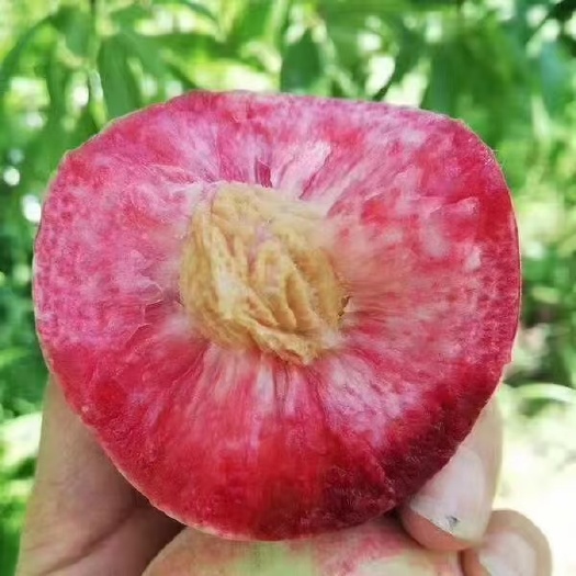 镇宁县百花桃，武昌桃