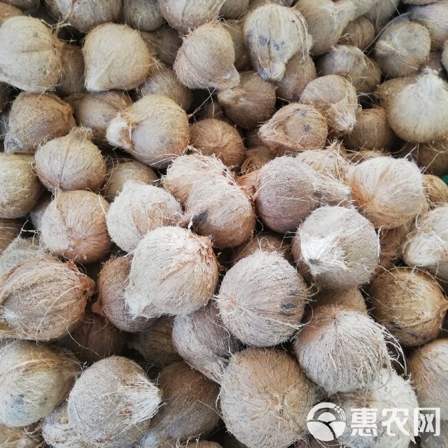 椰子  越南毛椰厂家批发，〈一年四季供货〉精品果，电商果