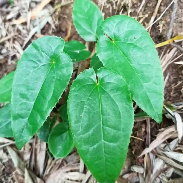 淫羊藿 三枝九叶草，箭叶淫羊藿 仙灵脾