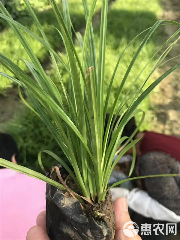 崂峪苔草盆栽苗-北京崂峪苔草厂家常年供应