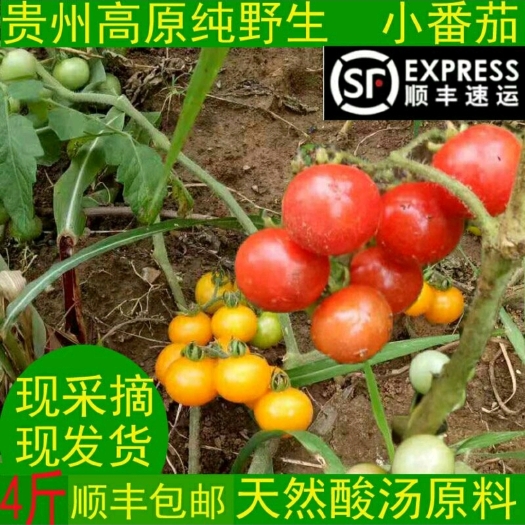 金沙县贵州野生小番茄毛辣果天然酸汤原材料现采摘新鲜发货