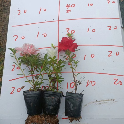 漳平市（精选）皋月杜鹃花  春鹃  夏鹃  基地种植  量大有货