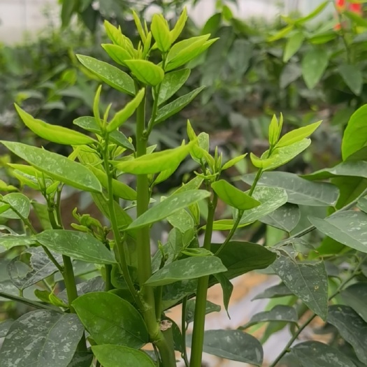 英德市树仔菜