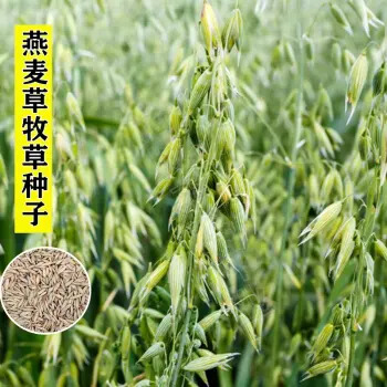 南宁燕麦草种子 耐旱耐寒 高产牧草 鸡鸭鹅 猪牛羊 兔马鱼均喜食