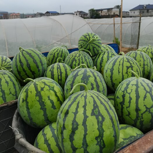 湘乡市西瓜批发