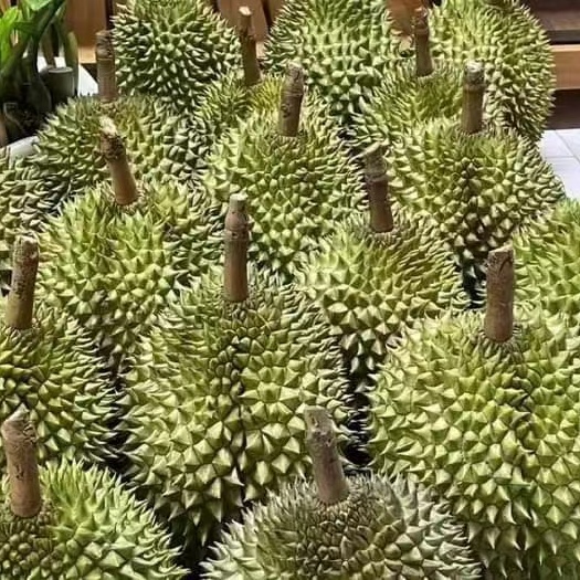  干尧 金枕榴莲