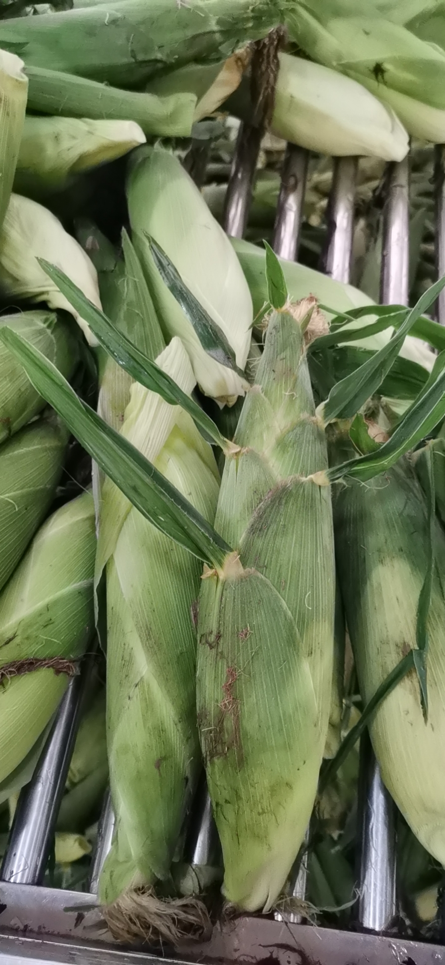 高山太阳花甜玉米现以大量上市