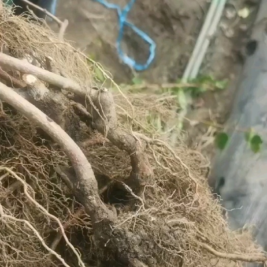 东港市软枣猕猴桃苗