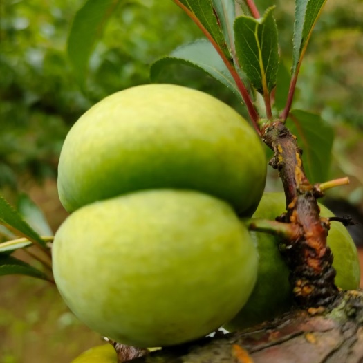 象山县象山蜂糖李，自家果园种植，欢迎前来批发